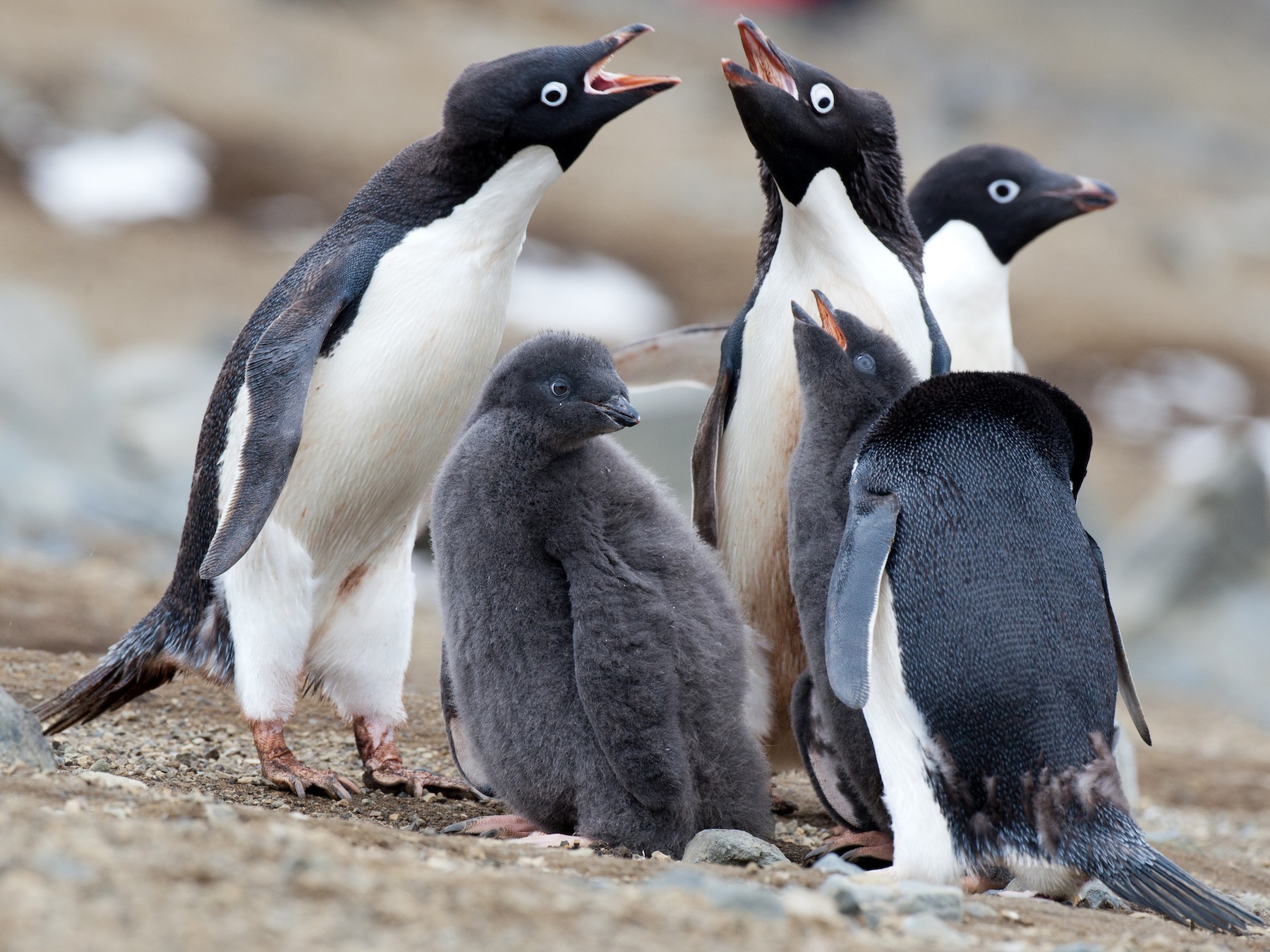 Adelie Penguin - Chris Wood