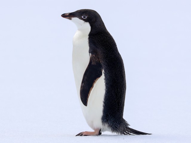 格安saleスタート ボ Adelie - Photos Penguin the of Birds - adeliae Pygoscelis - 文房具・ステーショナリー