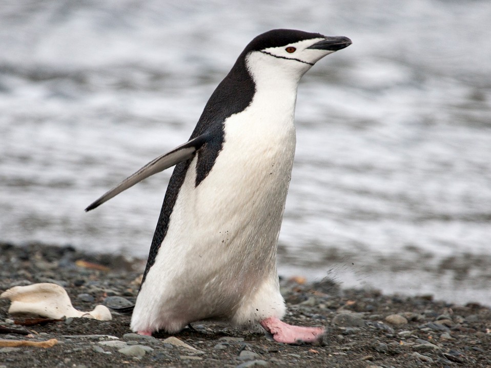 Chinstrap Penguin - Robert Lewis
