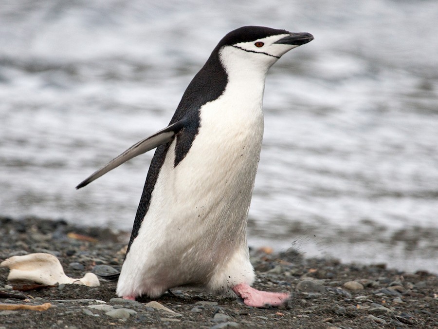 chinstrap penguin habitat map