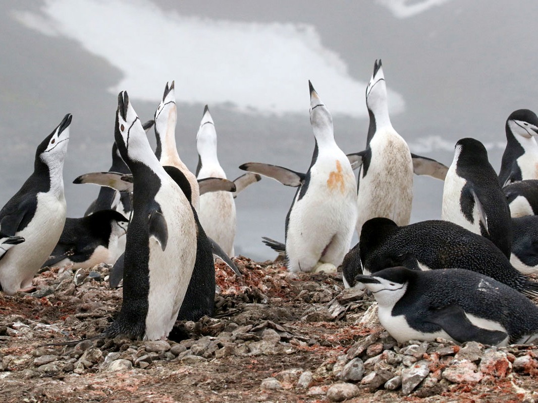 Chinstrap Penguin Habitat Map