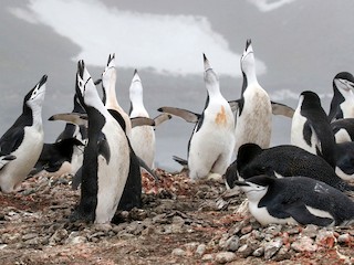  - Chinstrap Penguin