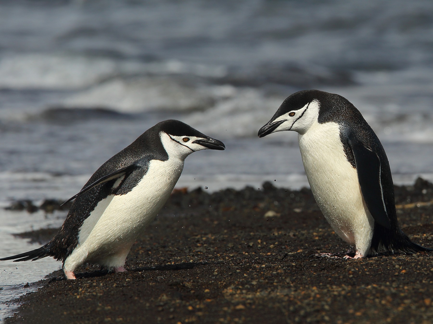 chinstrap penguin habitat map