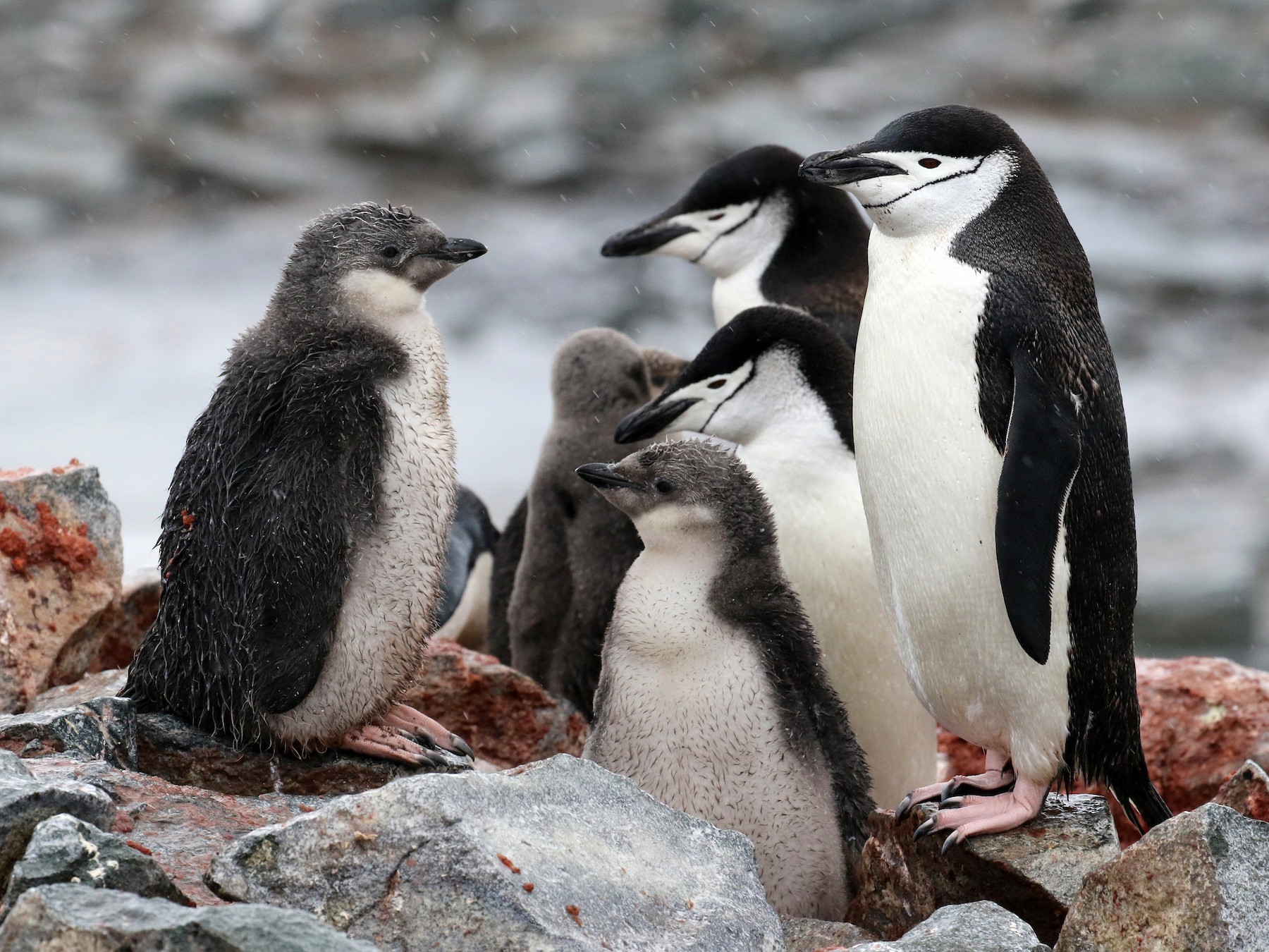 Chinstrap Penguin - Noah Strycker