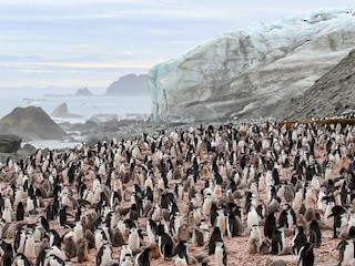  - Chinstrap Penguin