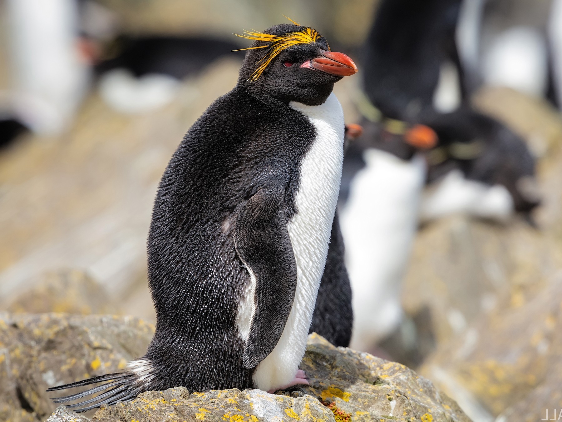 macaroni penguin stuffed animal