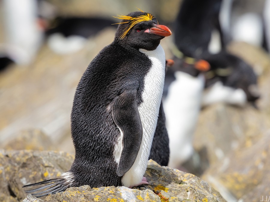 ears of a macaroni penguin