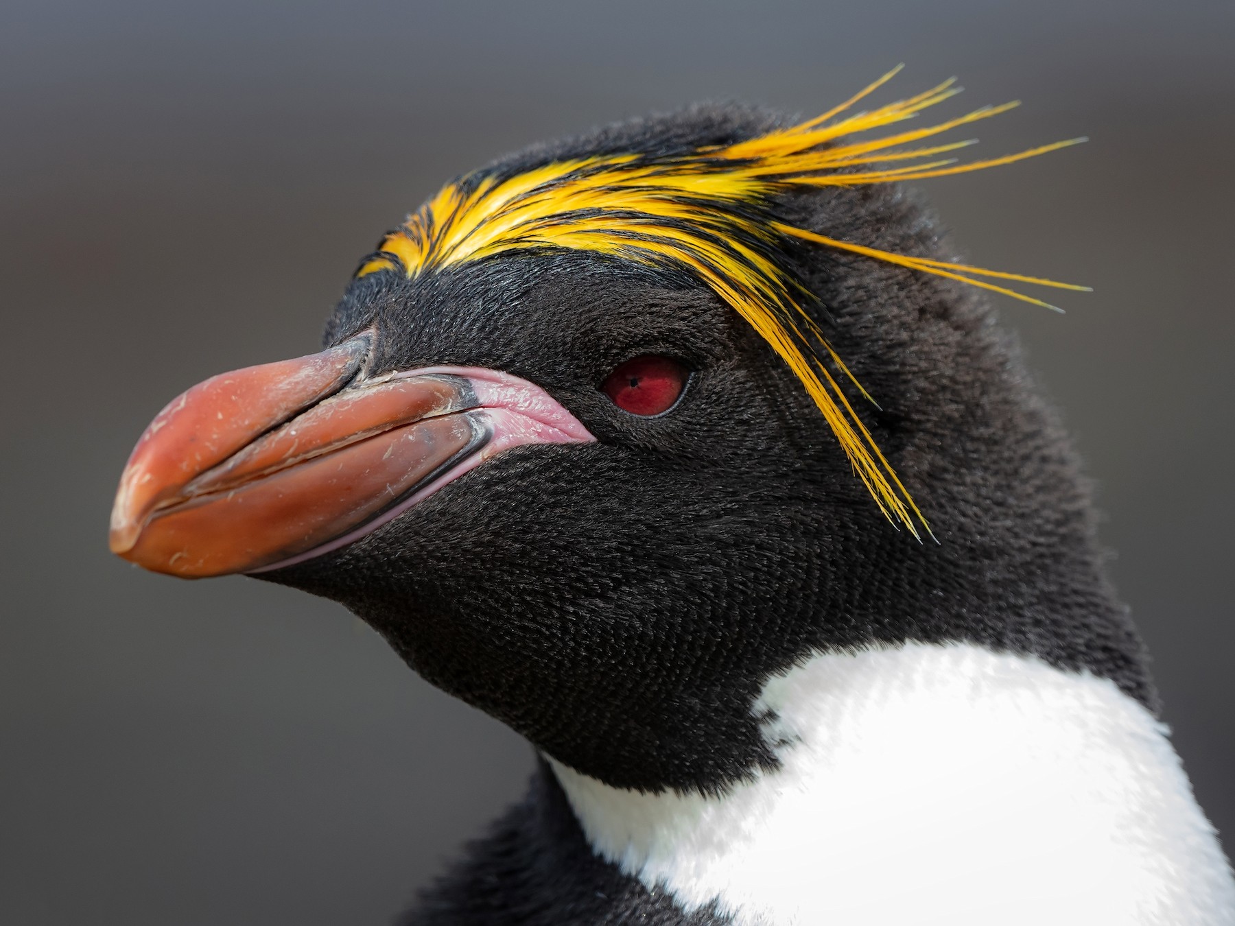 ears of a macaroni penguin