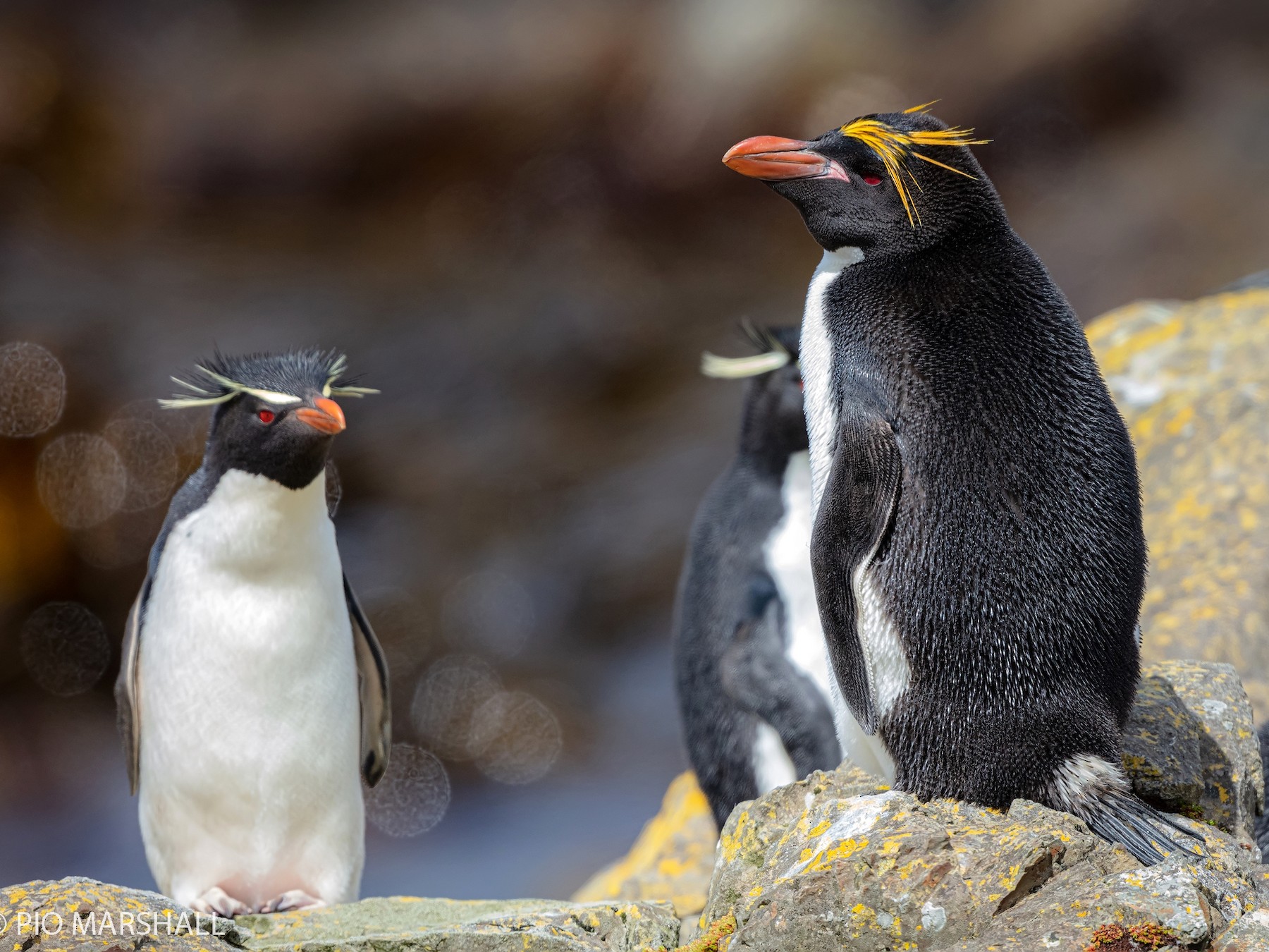 Macaroni Penguin Pictures