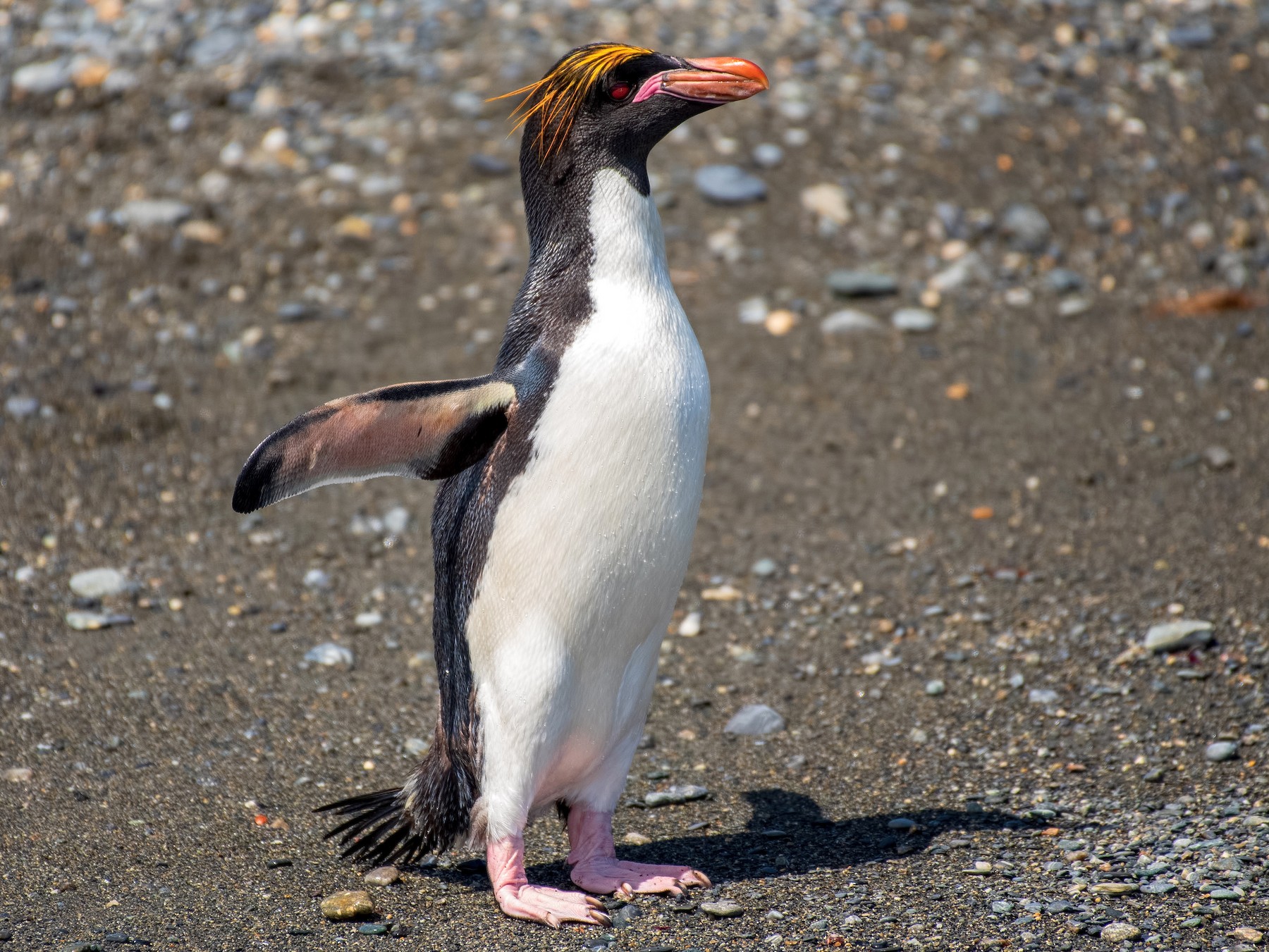 Macaroni Penguin - Shailesh Pinto