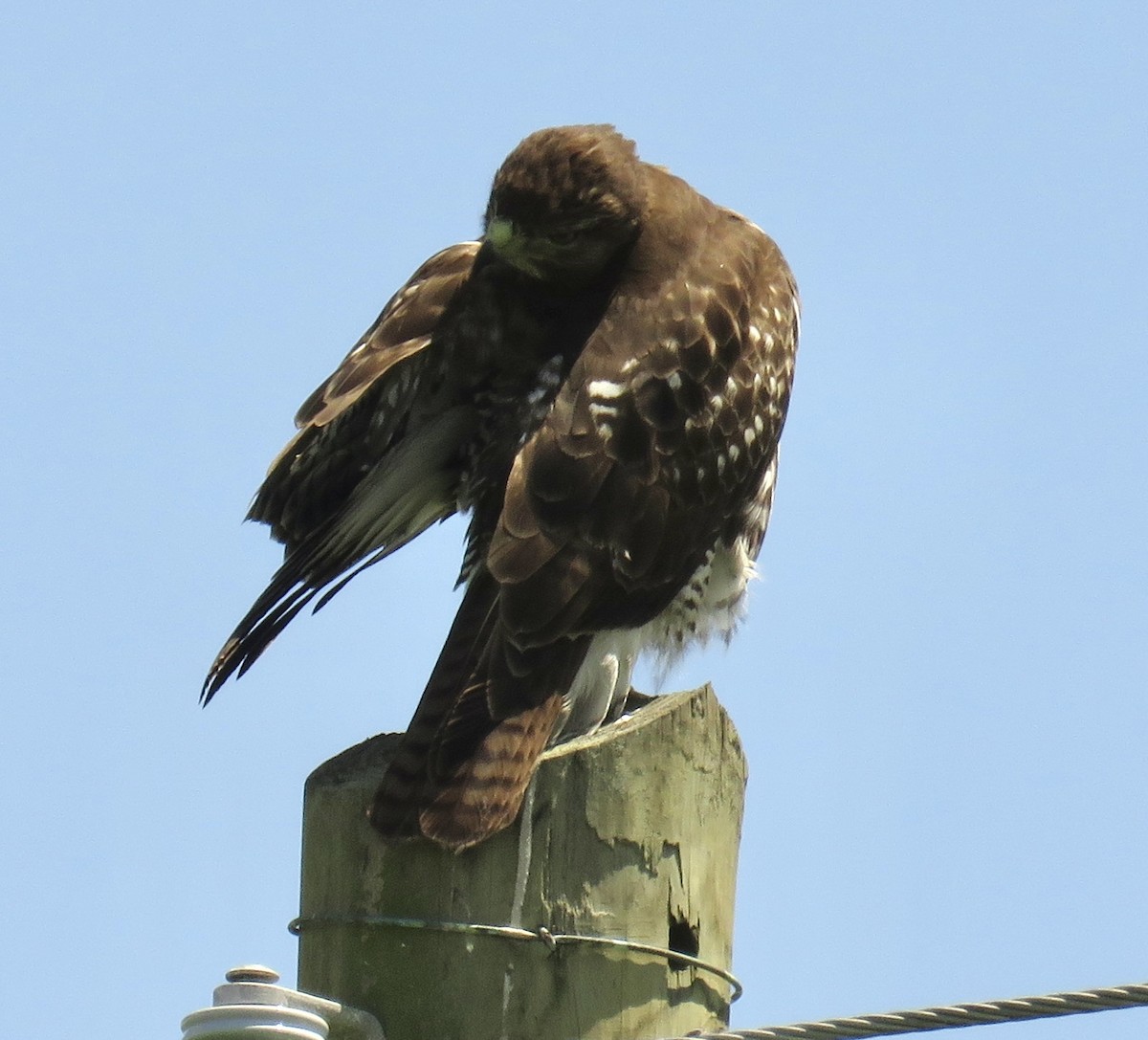 Red-tailed Hawk - ML362648891