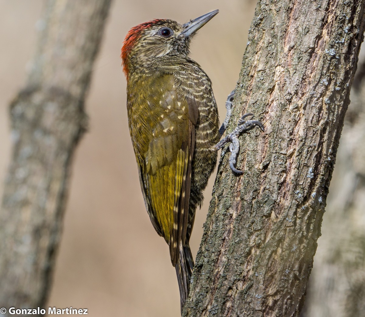 Dot-fronted Woodpecker - ML362649011
