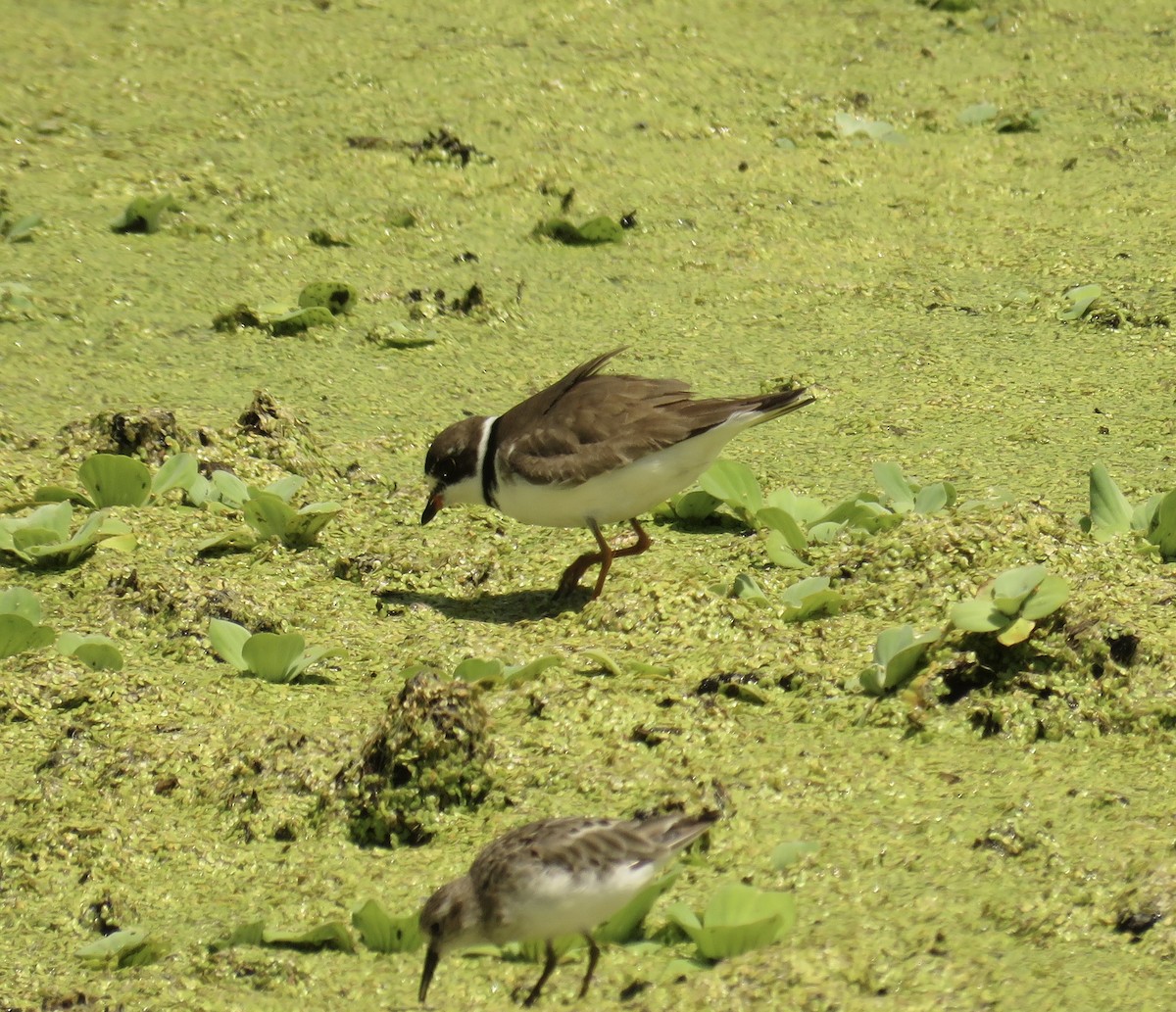 Semipalmated Plover - ML362649461