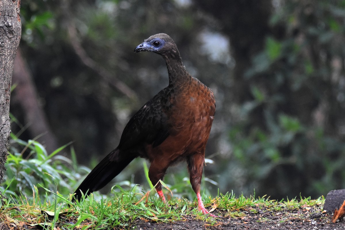 Sickle-winged Guan - ML362649881