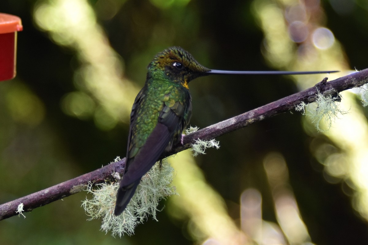 Sword-billed Hummingbird - Nick Moore