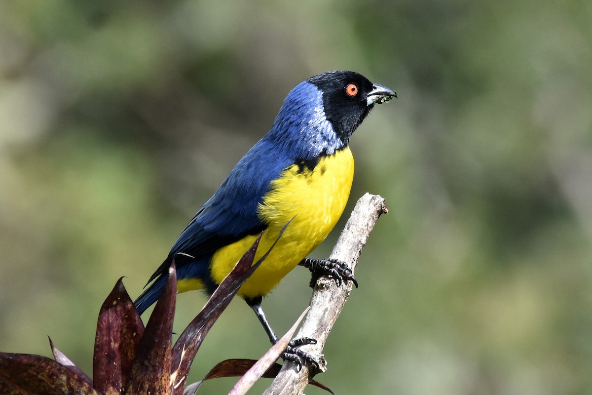 Hooded Mountain Tanager - ML362650171