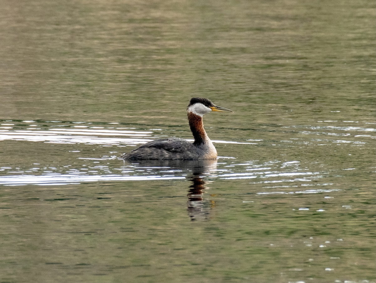 Red-necked Grebe - DT Bowen 🐦‍⬛🪶