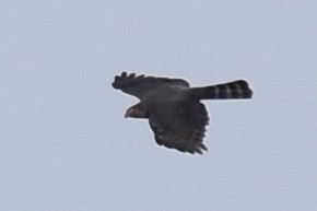 Sharp-shinned Hawk (Plain-breasted) - ML362650671
