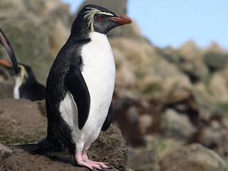  - Moseley's Rockhopper Penguin