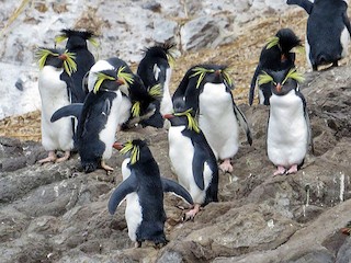 超貴重昭和レトロNational ナショナル piyopiyo ペンギンライト鳥 超貴重昭和レトロNational ナショナル piyopiyo ペンギンライト鳥