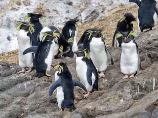 キタイワトビペンギン - eBird