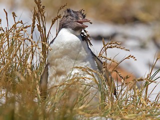 キタイワトビペンギン - eBird