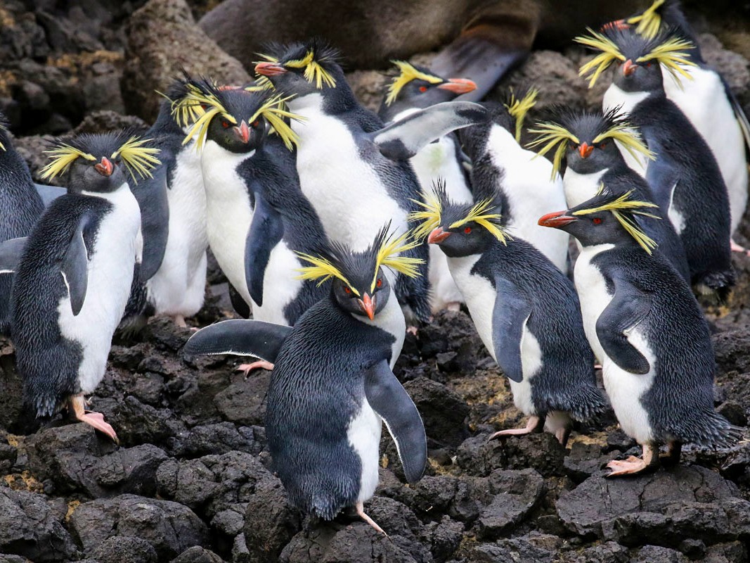 Moseley's Rockhopper Penguin - Noah Strycker