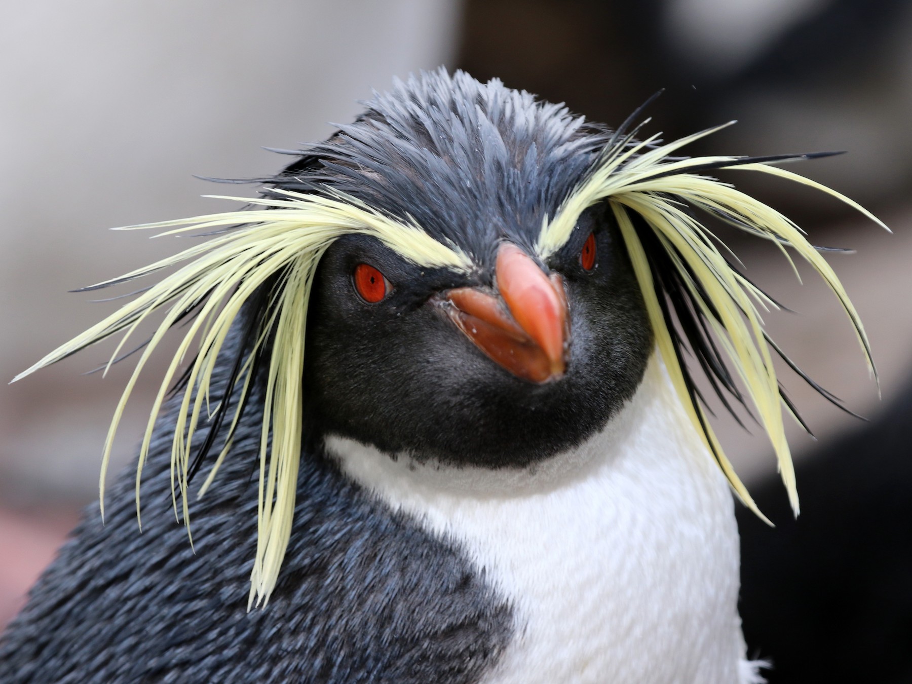 Moseley's Rockhopper Penguin - Alan Henry