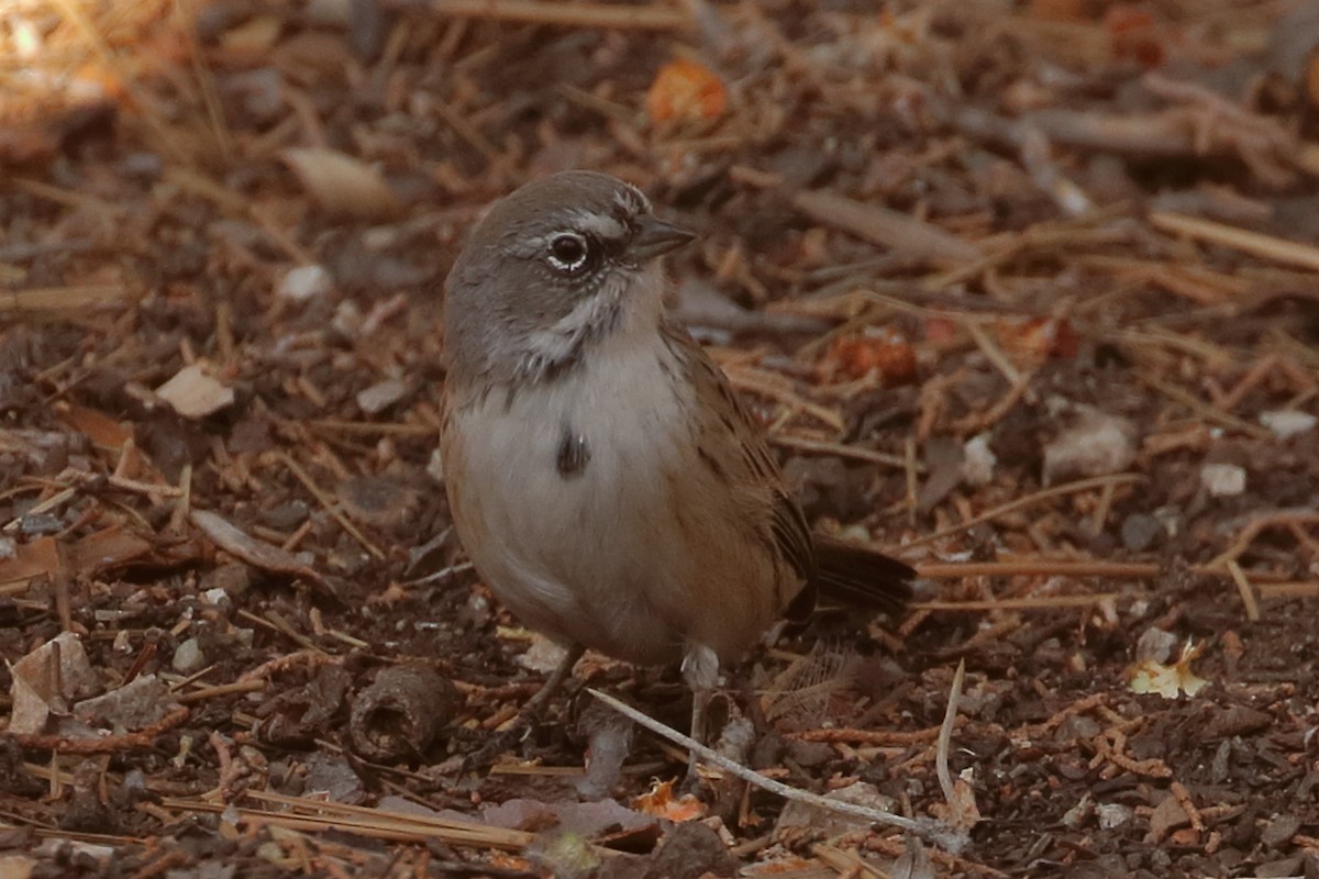 Bell's Sparrow - Jeffrey Fenwick
