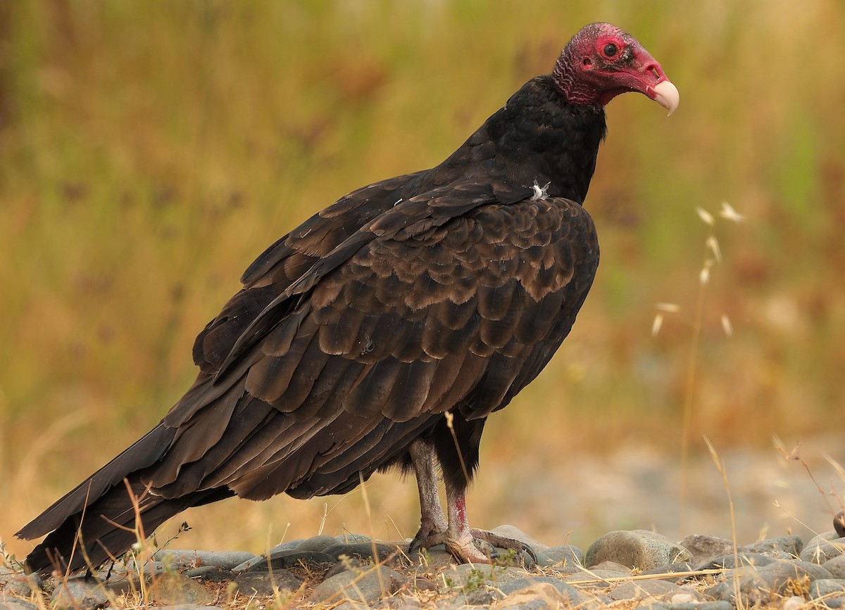 Turkey Vulture - Aidan Brubaker