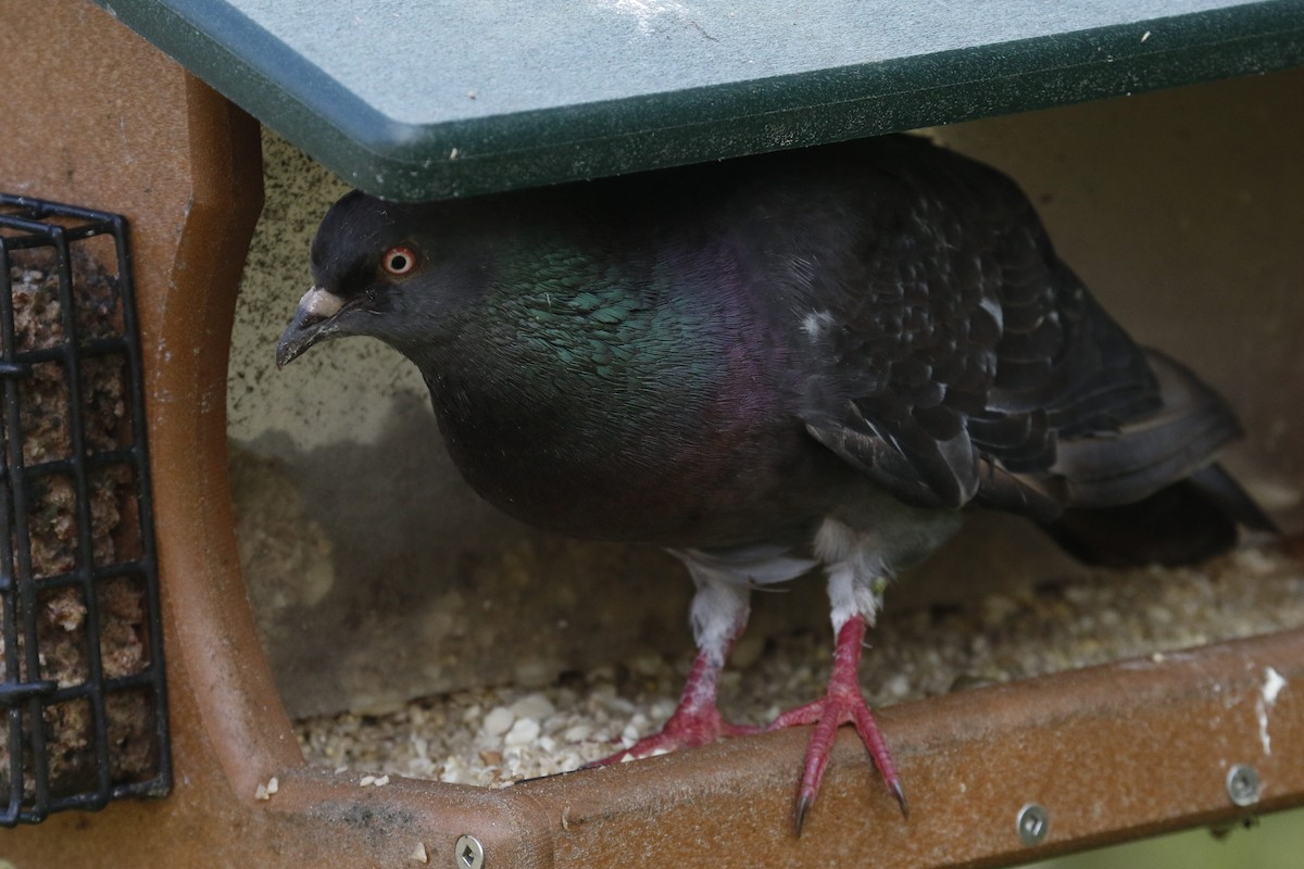 Rock Pigeon (Feral Pigeon) - mario balitbit