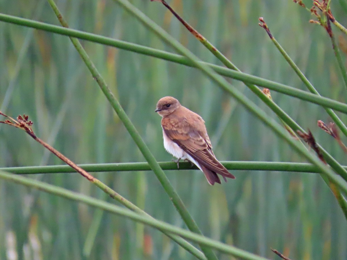 Northern Rough-winged Swallow - Tom Edell