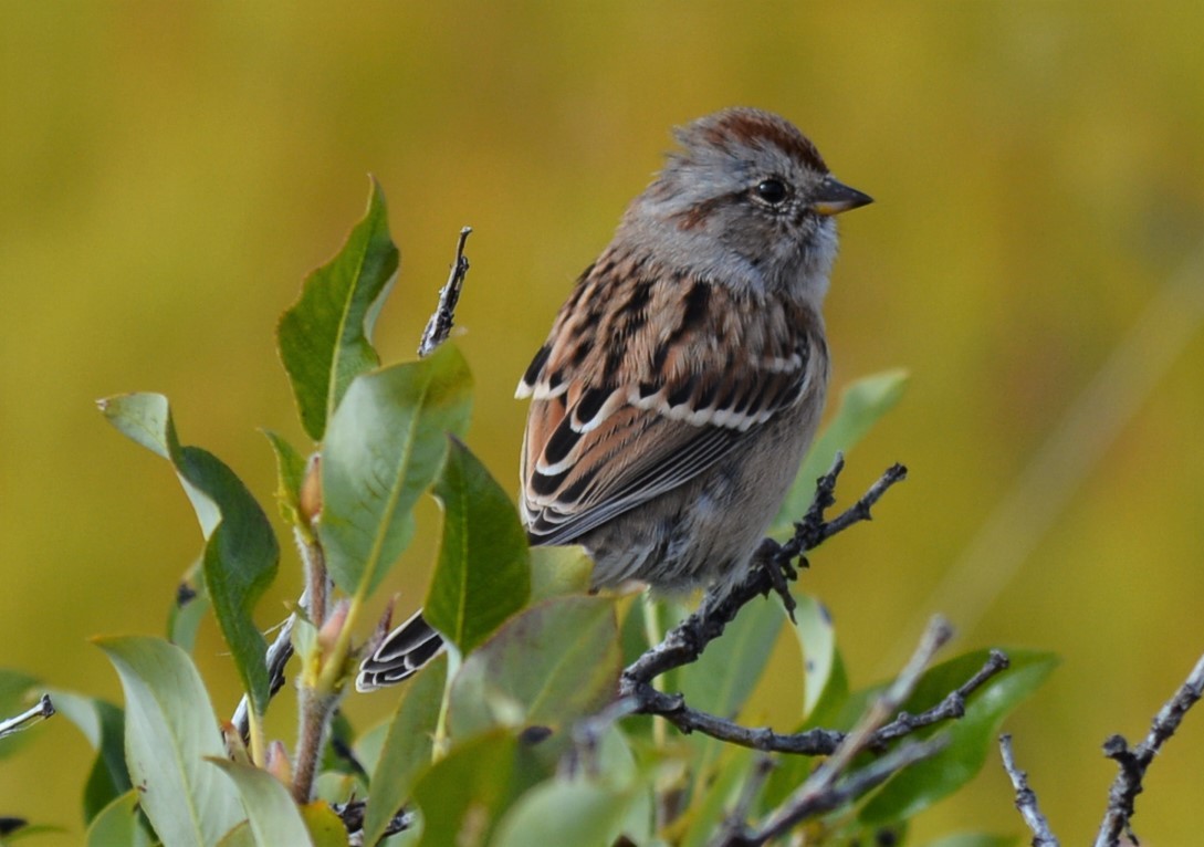 American Tree Sparrow - ML362665891