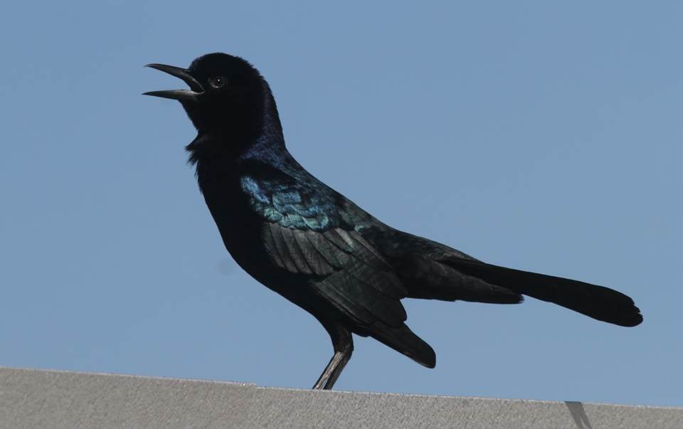 Boat-tailed Grackle - ML36266651