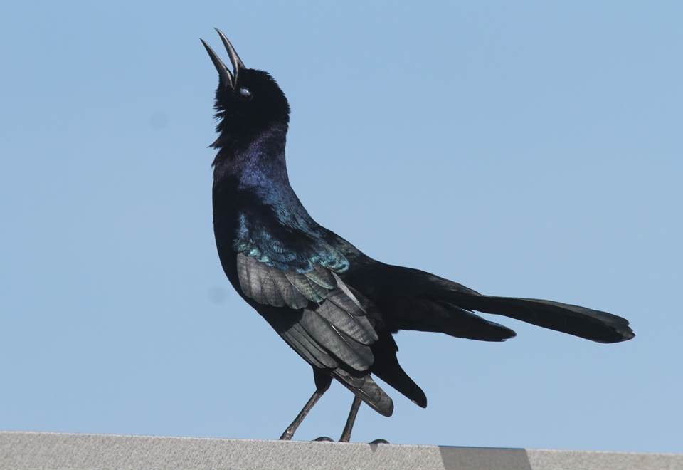 Boat-tailed Grackle - ML36266661