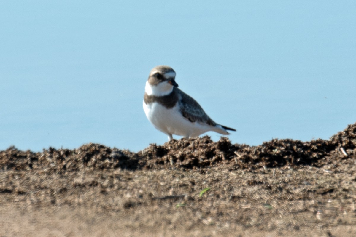 Semipalmated Plover - Darryl Montgomery