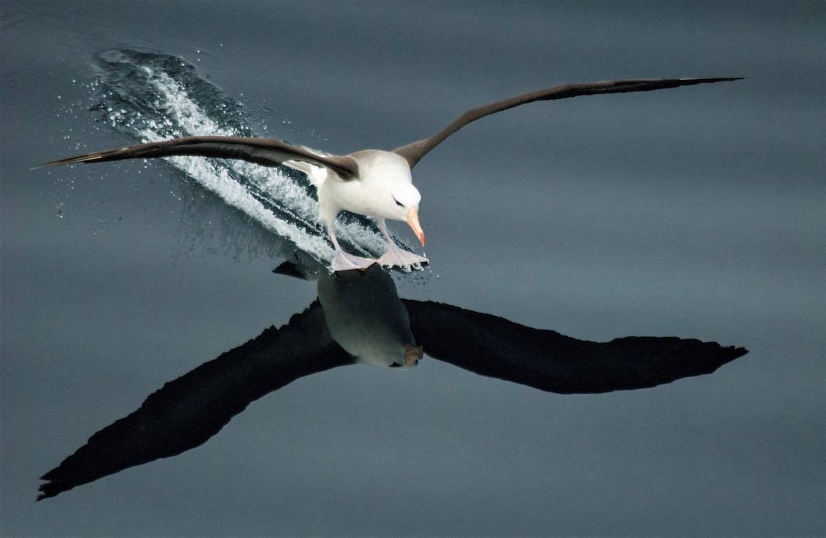 Black-browed Albatross - Joaquin Muñoz