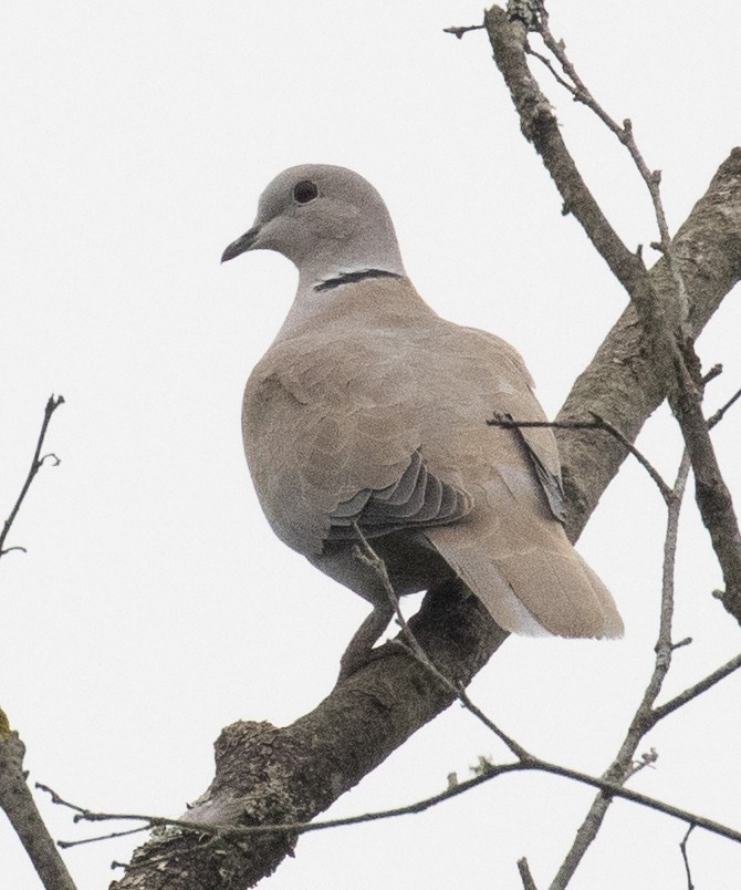 Eurasian Collared-Dove - ML362673841