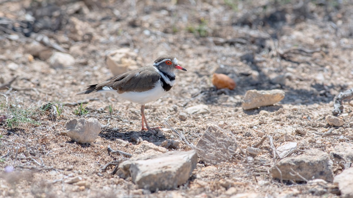 Three-banded Plover - ML362674961