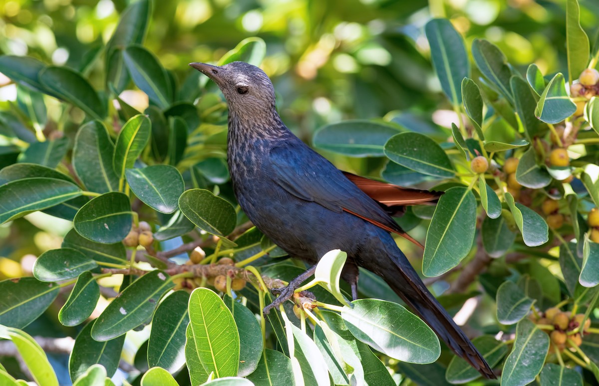 Red-winged Starling - ML362675011