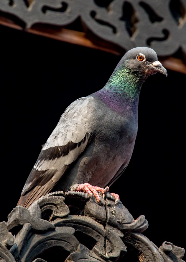 Rock Pigeon (Feral Pigeon) - ML362675591