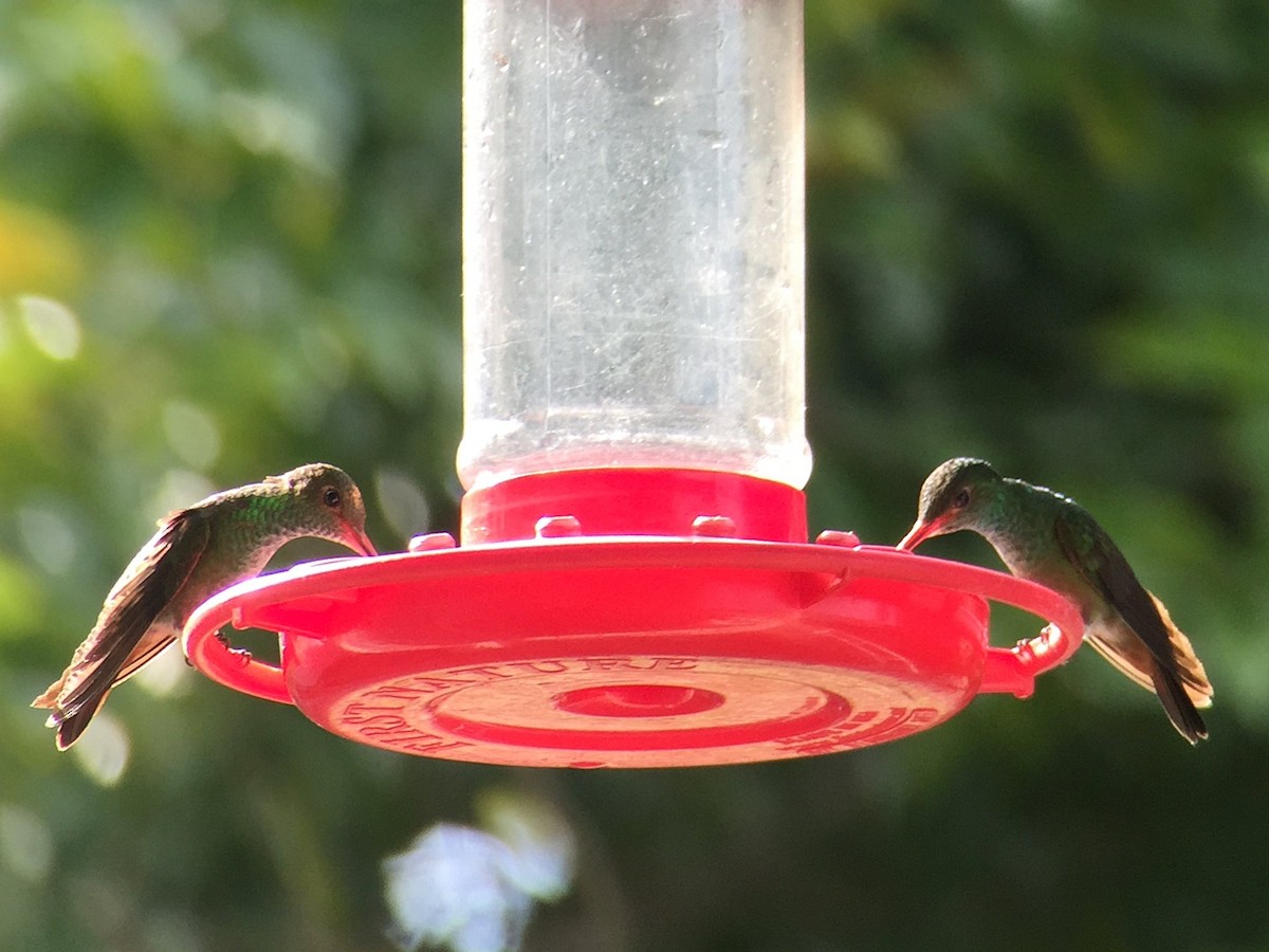 Rufous-tailed Hummingbird - ML362680511