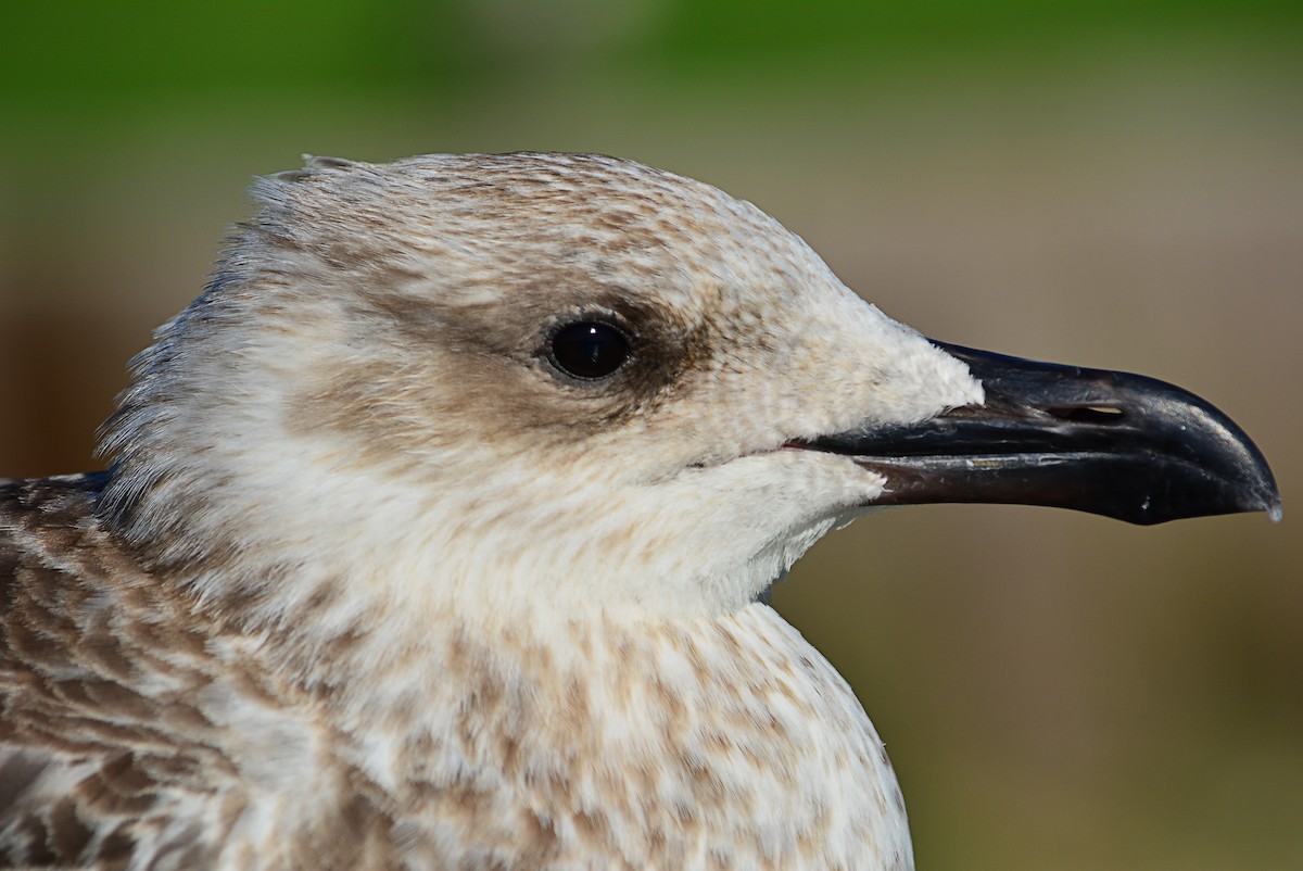 Yellow-legged Gull - Paulo Narciso