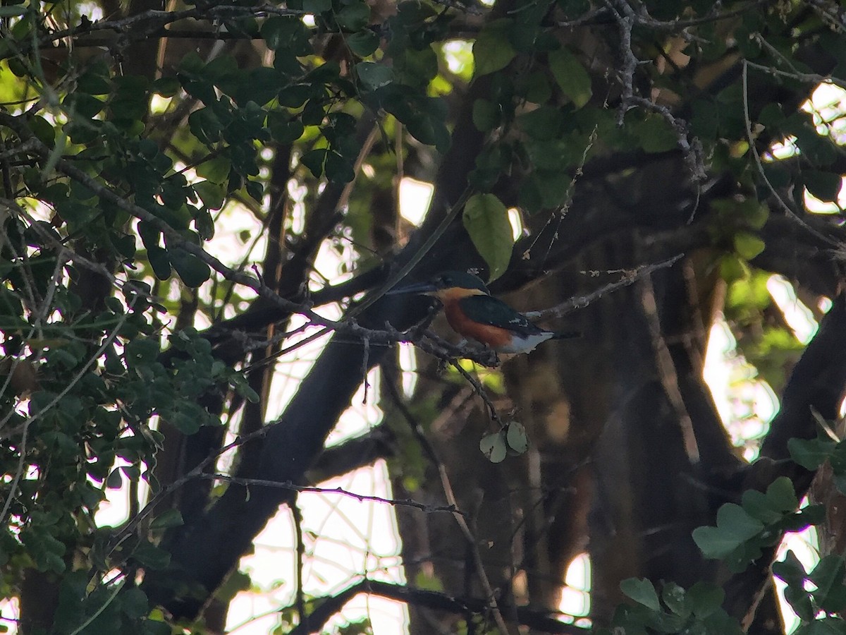American Pygmy Kingfisher - ML362682781