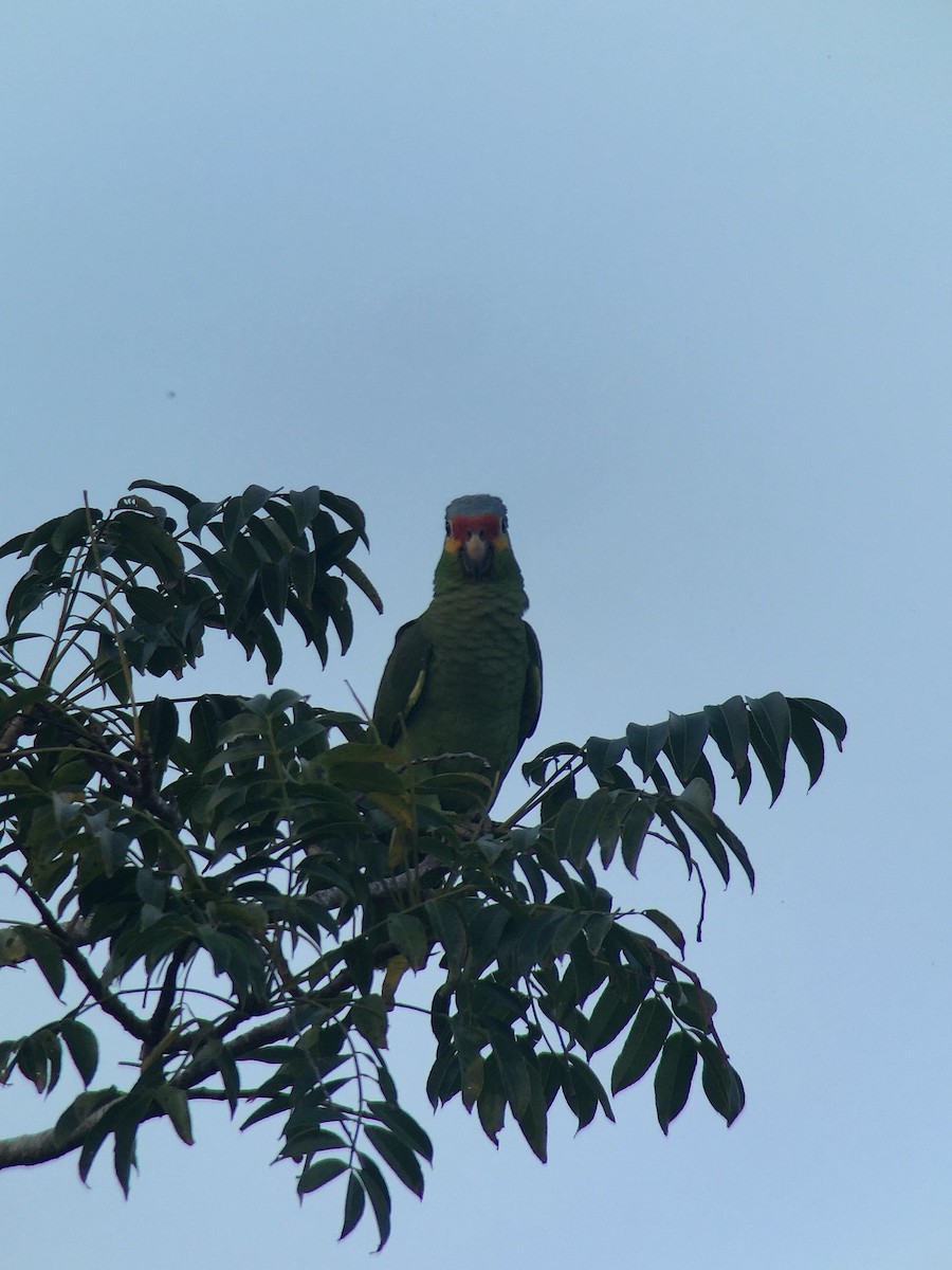Red-lored Parrot - ML362683211
