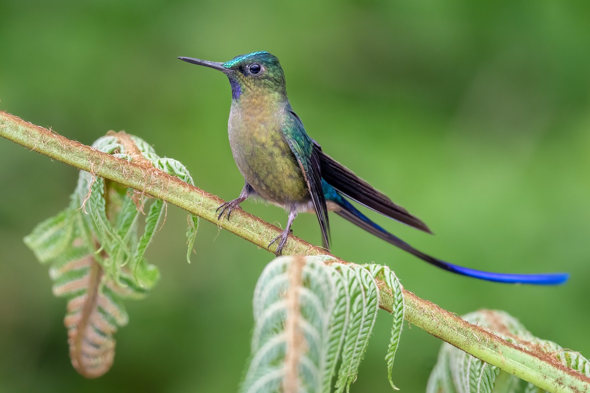 Violet-tailed Sylph - ML362689161