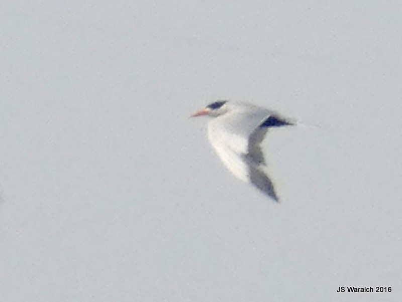 Black-bellied Tern - Jaswinder Waraich