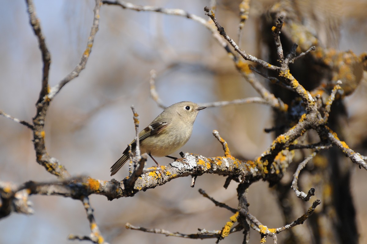 Ruby-crowned Kinglet - PC Smith