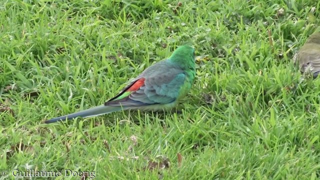 Red-rumped Parrot - ML362691101