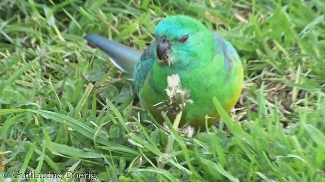 Red-rumped Parrot - ML362691171